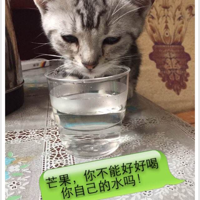 布卢菲尔德州立学院在读证明办理